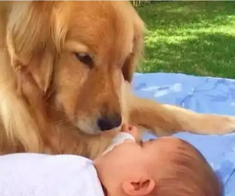 The dog looked up at the baby, wrinkled his eyebrow for the next second, and the master was anxious, and then he laughed