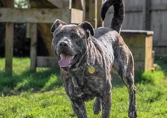 England's Loneliest Dog was raised. Question