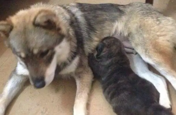 The master is getting married, moving, abandoning his own dog, crying to his neighbor for help