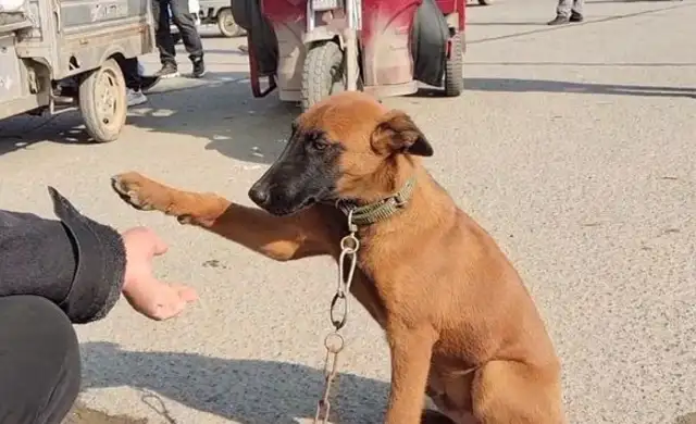 Horse dogs don't want to be separated from their master. They just keep shaking hands