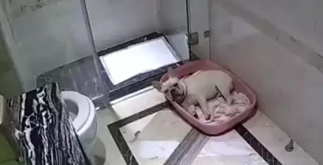 The dog was driven to sleep in the bathroom because of the toilet