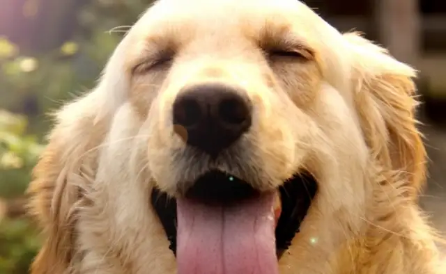 The golden dog hid the food in the corner of the wall, changed the location as soon as the owner found it