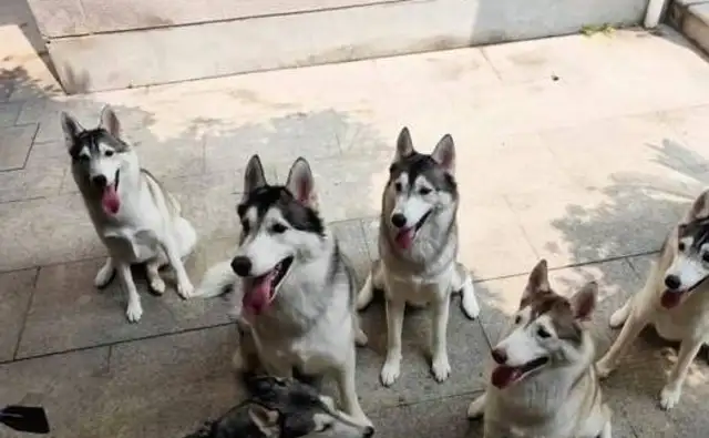 The master and the dog split for two months, and when they opened the door, seven Haskids came out, and the passion broke down