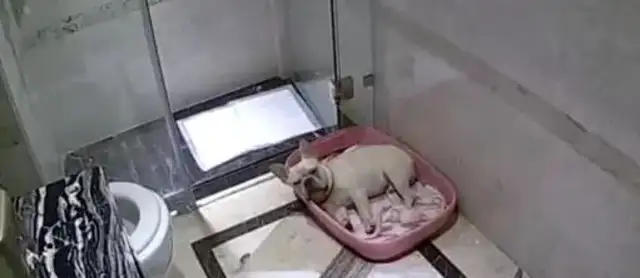 The dog was driven to sleep in the bathroom because of the toilet