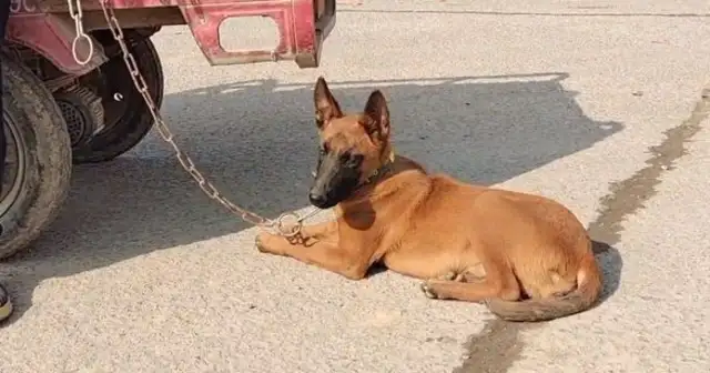Horse dogs don't want to be separated from their master. They just keep shaking hands