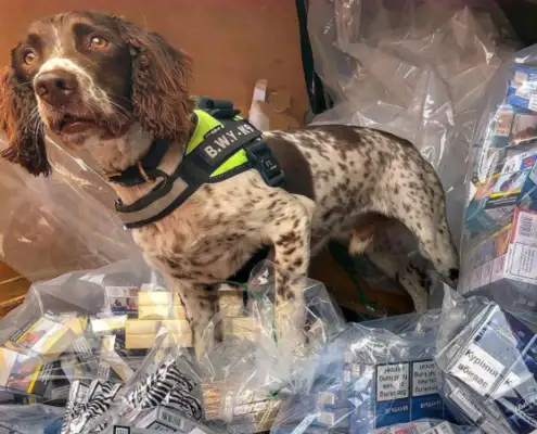 Dogs are so good at drug control that they're dissatisfied with the mob, and they're offering $25,000 for their heads