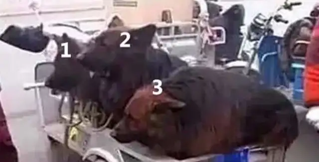A man pulls three wolves to sell at a fair, he just wants to scold him