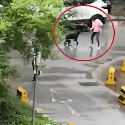 An Xian girl who was chased by a stray dog was picked up by a security guard in May and fled quickly