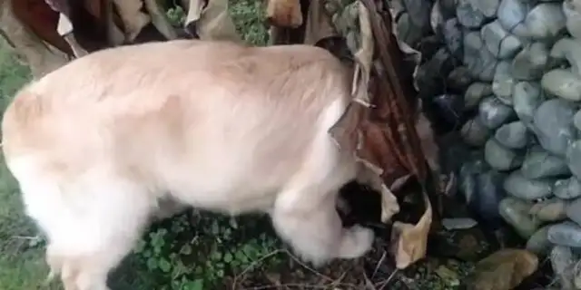 The golden dog hid the food in the corner of the wall, changed the location as soon as the owner found it