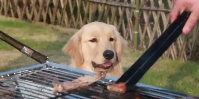 The golden dog hid the food in the corner of the wall, changed the location as soon as the owner found it