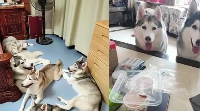 The master and the dog split for two months, and when they opened the door, seven Haskids came out, and the passion broke down