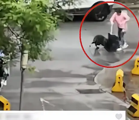 An Xian girl who was chased by a stray dog was picked up by a security guard in May and fled quickly