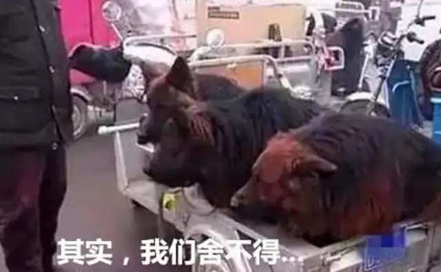 A man pulls three wolves to sell at a fair, he just wants to scold him