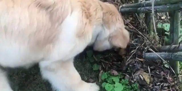 The golden dog hid the food in the corner of the wall, changed the location as soon as the owner found it