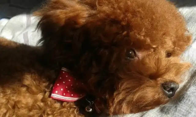 Teddy's