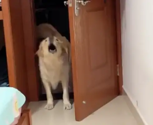 We forgot to feed the dog in Internet class. He kicked the door in anger