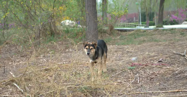 An Xian girl who was chased by a stray dog was picked up by a security guard in May and fled quickly