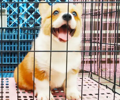 Do dogs fear being put in cages? No, it's not. Kirky's in a cage