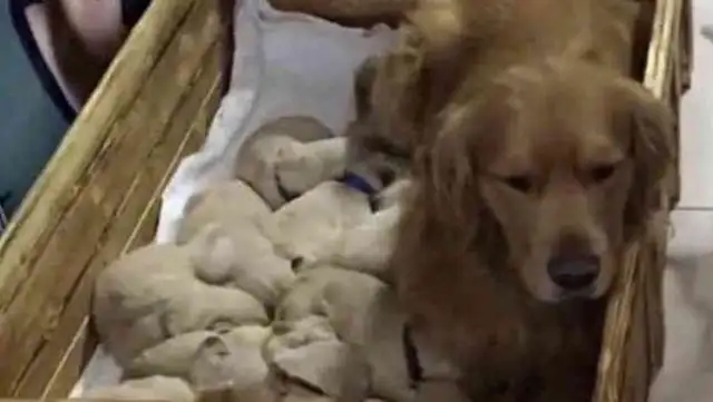 The golden hair gave birth to a bunch of milk dogs, and the master had no choice