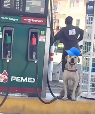 The two robbers robbed the gas station at night, and the brave dogs tried to get rid of the robbers