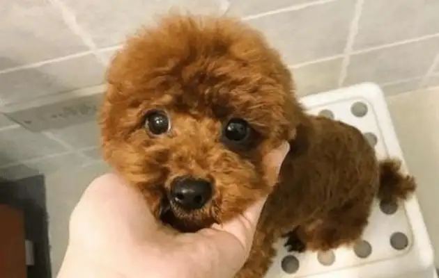 Teddy's