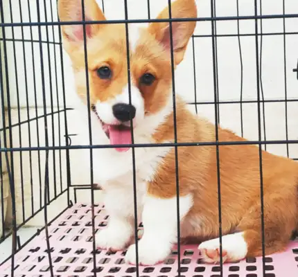 Do dogs fear being put in cages? No, it's not. Kirky's in a cage