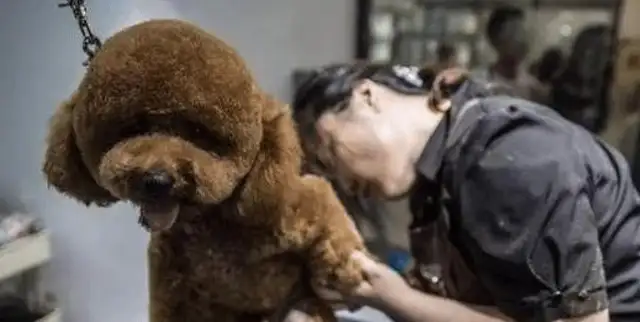 Teddy's