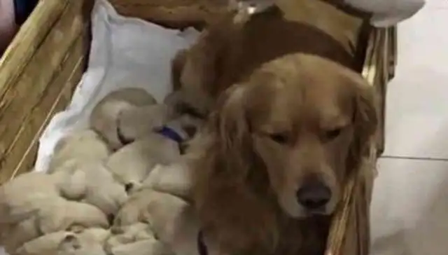 The golden hair gave birth to a bunch of milk dogs, and the master had no choice