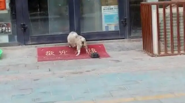 When the dog was adopted, his mother dragged his leg to see him