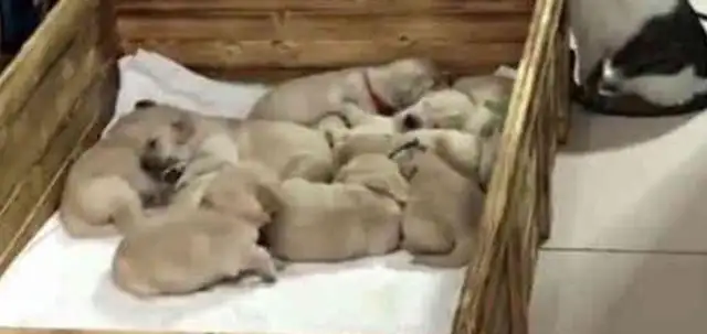 The golden hair gave birth to a bunch of milk dogs, and the master had no choice