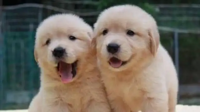 The golden hair gave birth to a bunch of milk dogs, and the master had no choice