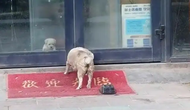 When the dog was adopted, his mother dragged his leg to see him