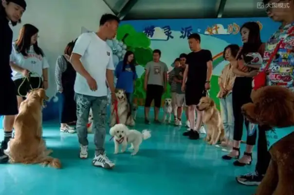 Chinan's first civilized dog training school