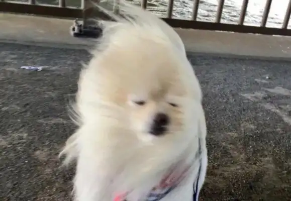 The wind led the dog out to the corner, but the people were looking at him