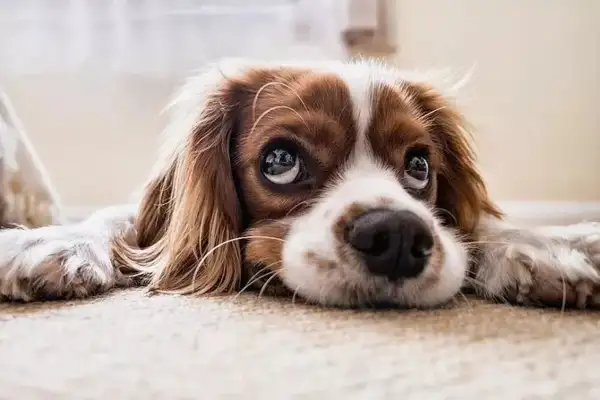Which country has no stray dog market