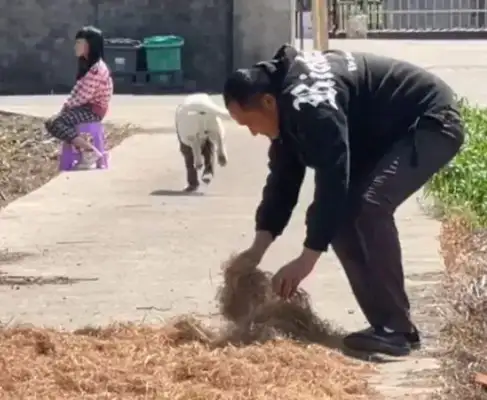 When the master worked in the farm at the door, the dog did something moving: it didn't feed you