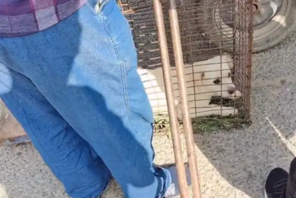 60 for 300, scared of a bunch of white dogs caught by dogs and put in sacks