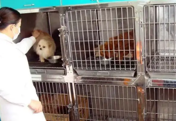 Where can dog foster care be safer