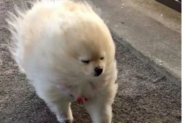 The wind led the dog out to the corner, but the people were looking at him