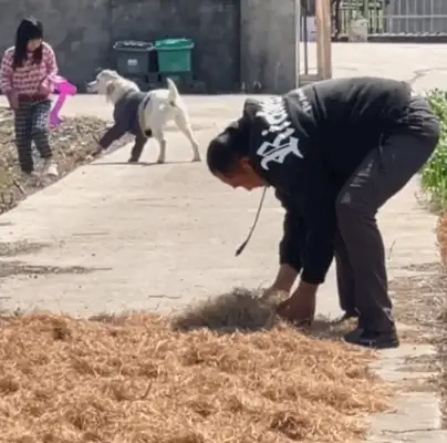 When the master worked in the farm at the door, the dog did something moving: it didn't feed you