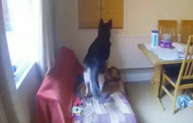 Seeing the dog alone at home with anxiety, the master is crying with pain