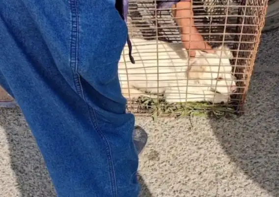 60 for 300, scared of a bunch of white dogs caught by dogs and put in sacks