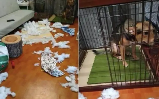 When the dog made a mistake, he walked into the cage, spitting his tongue and begging for forgiveness