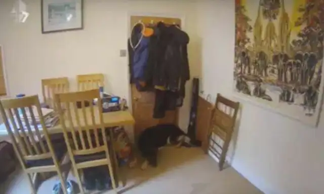Seeing the dog alone at home with anxiety, the master is crying with pain