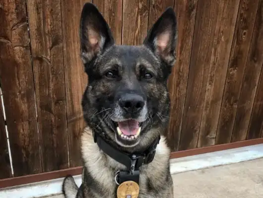 The dog is about to retire, and the last chase was shot twice