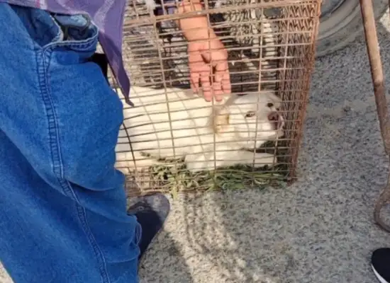 60 for 300, scared of a bunch of white dogs caught by dogs and put in sacks