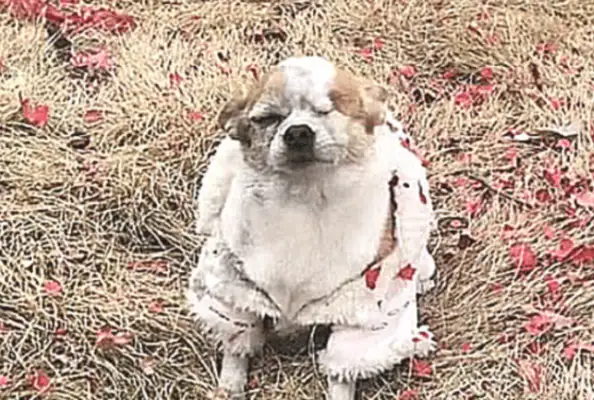 When the master set fire to the fire, the dog came in, and his fur was blown out