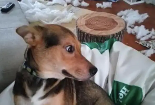 When the dog made a mistake, he walked into the cage, spitting his tongue and begging for forgiveness