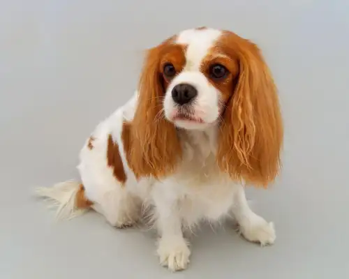 In summer, do dogs get hot