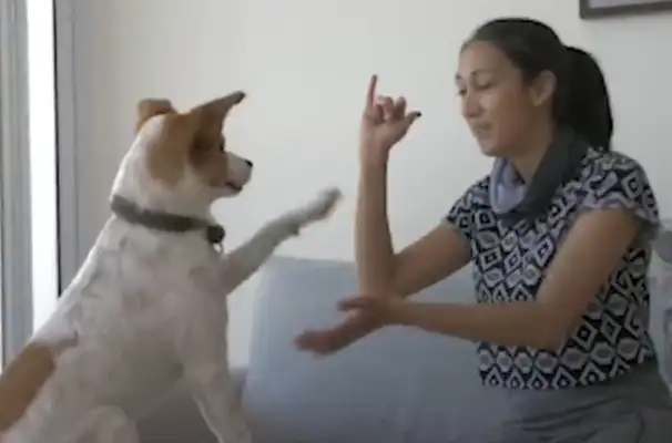 The dog brother who fights for food
